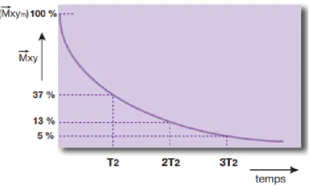 Figure 11:Courbe exponentielle de disparition de l'aimantation transversale en fonction du T2 (4) 