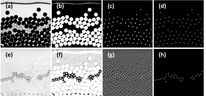Figure  2 :  Steps  of  the  object  detection  process.  (a)  original  image,  (b)  thresholding  to  keep  only  black  pixels,  (c)  eroding to isolate blacks beads, (d) detecting the center of the individual connected components being the black bead  