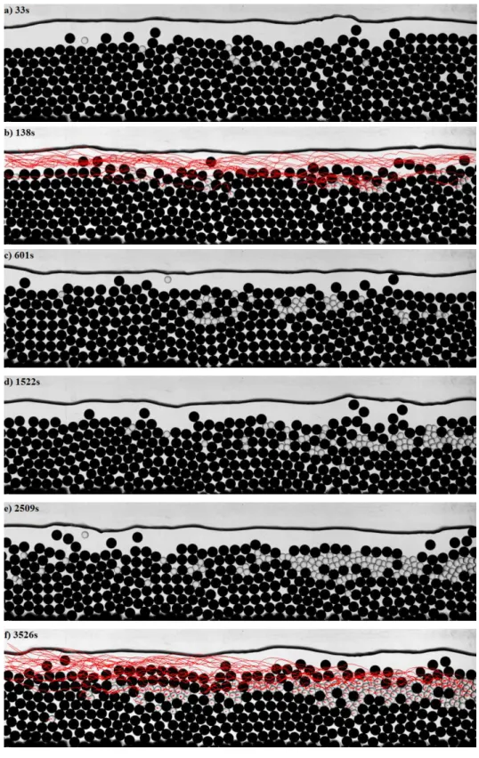Figure 3 Sequence of images showing the temporal evolution of the segregation patterns in run S6 (a-f) and run S20  <next page> (g-l).Superimposed trajectories appear on panel b (over a prior duration of 38s) and f (over a prior  duration of 6 min on