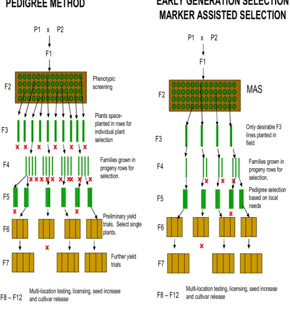 Figure  I. 3.  Sélection précoce: comparaison de la sélection classique et la SAM 