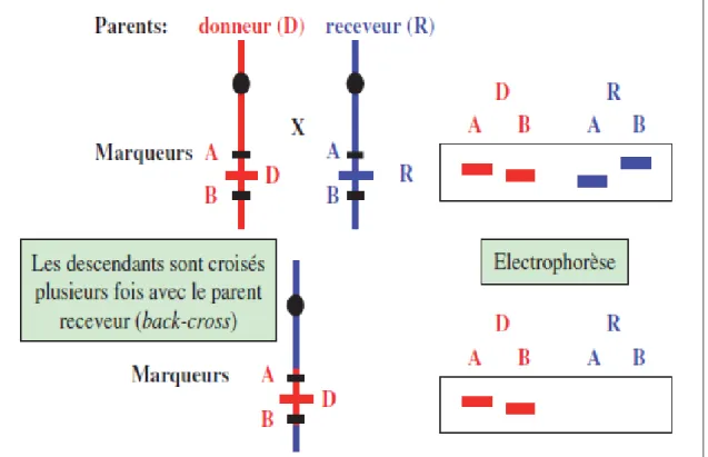 Figure  I. 4.   Méthode  d’introgression  des  gènes  à  partir  des  apparentés,  utilisation  des  marqueurs moléculaires (Feuillet et al., 2003)