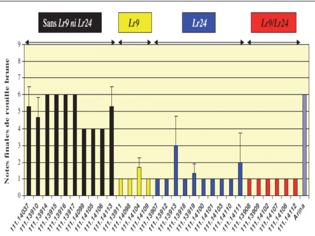 Figure  I. 5.  Comportement  des  lignées  de  blé  divergentes  pour  le  nombre  de  gènes  de 