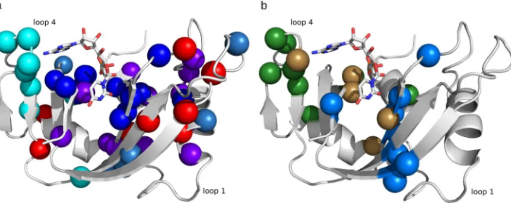 Figure 2.  Functional role of co-evolving amino acid networks of ptRNase sectors. (a) Amino acid residues of 