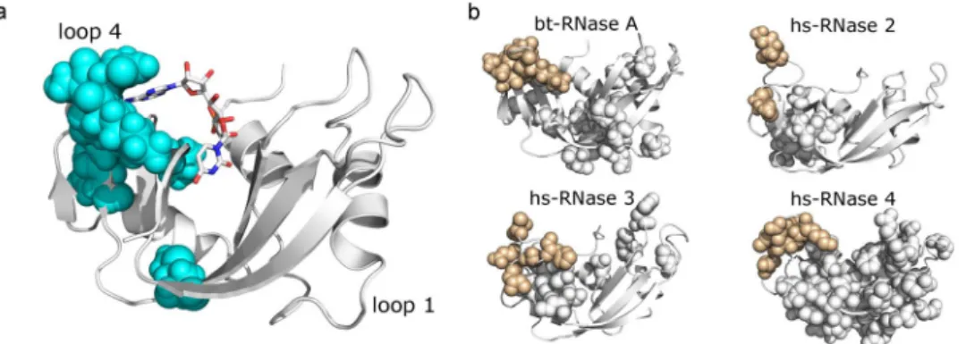 Figure 3.  Structural units tuning conformational dynamics. (a) Residues of IC4 mapped on the 3D structure of 