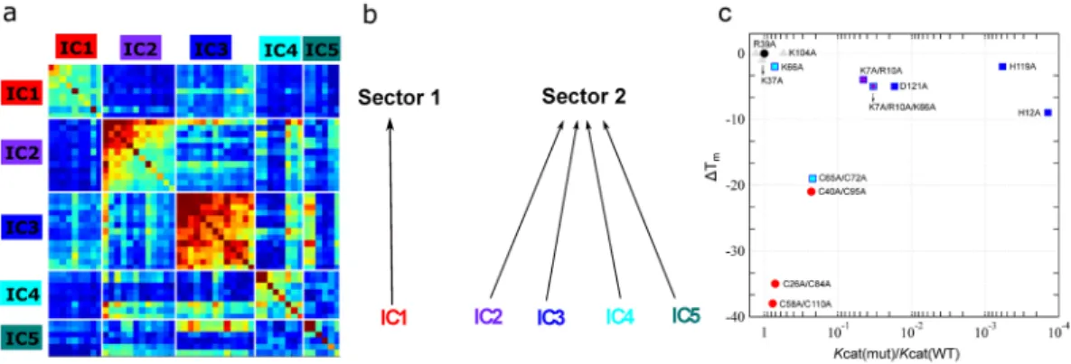 Figure 4.  Sector definition for the ptRNase superfamily. (a) IC-based sub-matrix of the C i,j  coupling matrix 