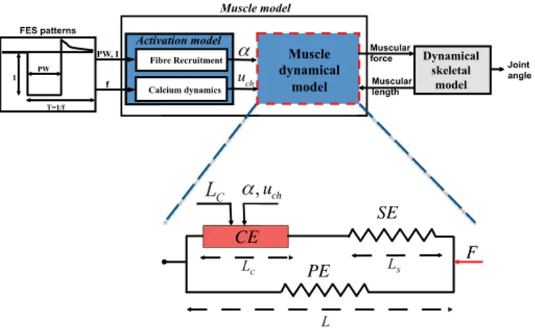 Fig. 1 Electrically stimulated muscle Model. Top: Overview of muscle model. The stimulated