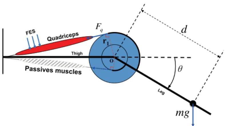 Fig. 2 Biomechanical pulley model (2D) of the knee joint. Only quadriceps muscle is activated