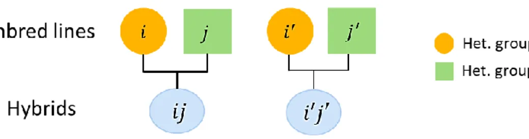 Figure 1.5 Pedigree relationship between hybrids. 