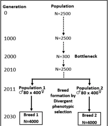 Figure 1 Schematic representation of the simulated historical popu- popu-lation (First step)