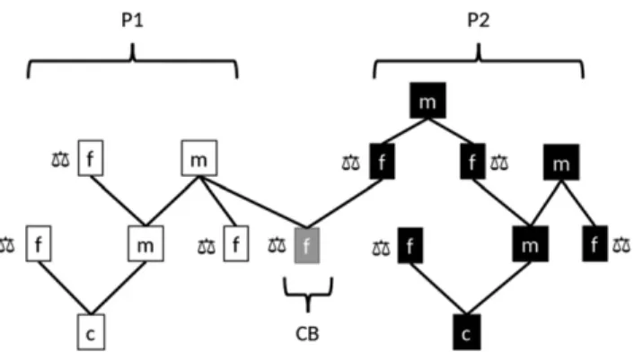 Figure 3 Close sources of information available through pedigree to evaluate the candidates to selection (c) via males (m) and females (f) in the two breeds (P1 and P2)