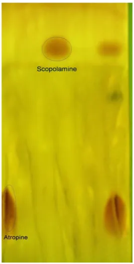 Figure 4 : Séparation par chromatographie sur couche  mince des alcaloïdes tropaniques majoritaires (atropine  et scopolamine) des graines de Datura stramonium L