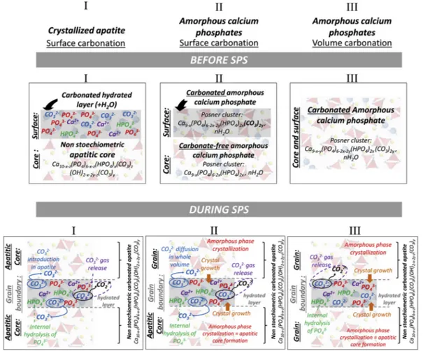 Fig. 10. Schematic representation of diﬀerent states of carbonated calcium phosphates before and during SPS.