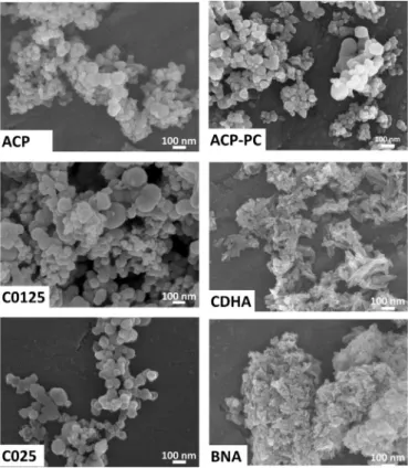 Fig. 1. SEM micrographs of initial powders.