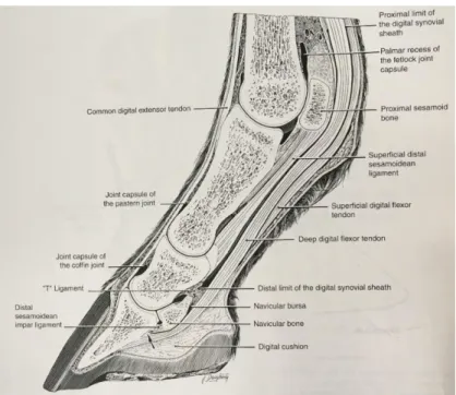 Figure 2: Equine anatomy of the distal limb with the fetlock and the digit. (Source: Kainer and Fails 2011) 