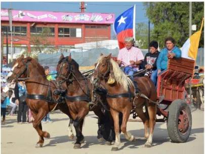 Figure 5: Chilean urban draught working horse (Photograph courtesy of Tamara Tadich) 