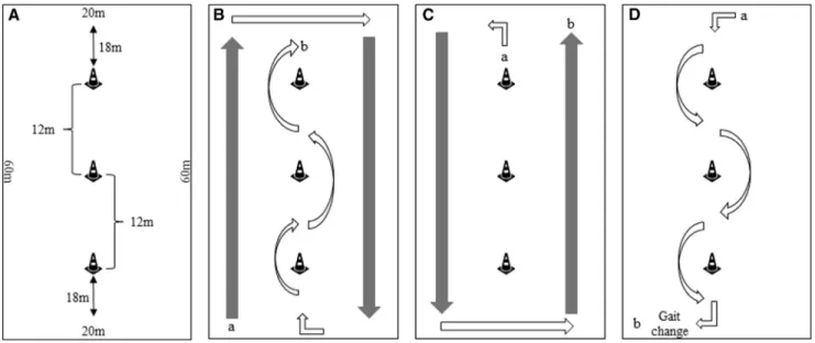 Figure 1. Training arena dimensions (A) and exercise scheme (B, C, and D). The exercises were performed from B to D at each gait, following the walk-trot-canter order