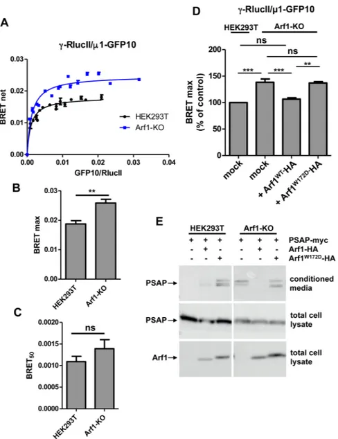 Figure 8.  Rescue experiments in Arf1-KO cells confirms the allosteric function of Arf1 back-side (A)