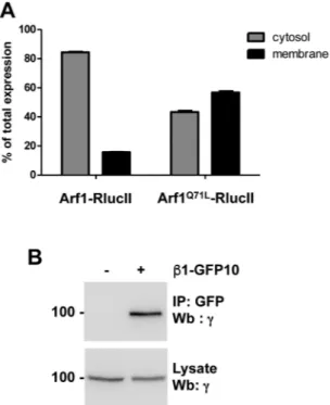 Figure 1.  Functionality of the RlucII and GFP10 constructs used for BRET. (A) Arf1 recruitment to membranes  was measured in HEK293T cells transfected with either Arf1-RlucII or Arf1 Q71L -RlucII