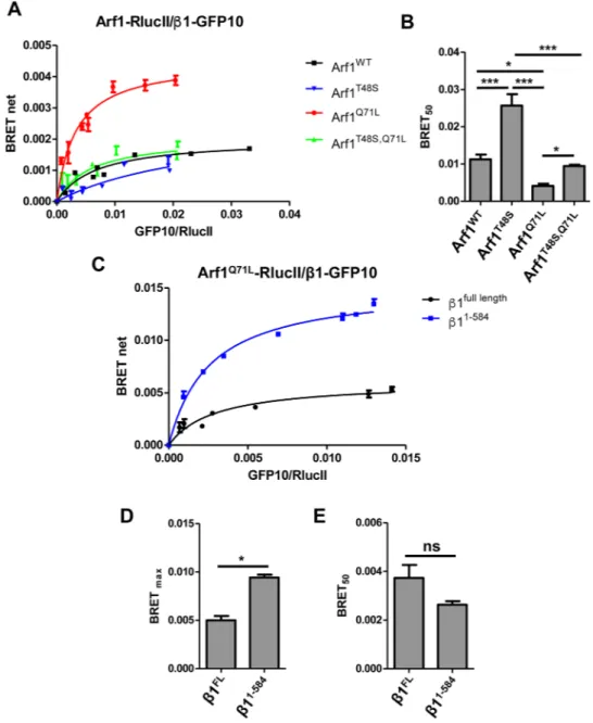 Figure 2.  Detection of the interaction between Arf1 and the AP-1 subunit β1 in HEK293T cells using BRET