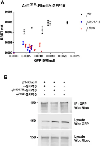 Figure 5.  Effect of mutating the γ subunit on the interaction between AP-1 and Arf1. (A) This interaction was  tested in HEK293T cells transfected with a constant amount of Arf1 Q71L -RlucII and increasing concentrations  of γ-GFP10 (black dots), γ  L68D,