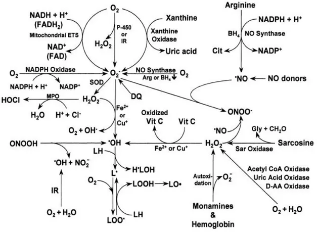 Figure 1. Reactive oxygen species sources (Fang et al, 2002). 