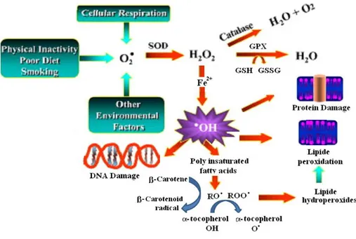 Figure  2.  Oxidative  damage  to  cellular  macromolecules  and  relevant  relationships between  ROS and antioxidants (adapted from Aruoma, 1994)