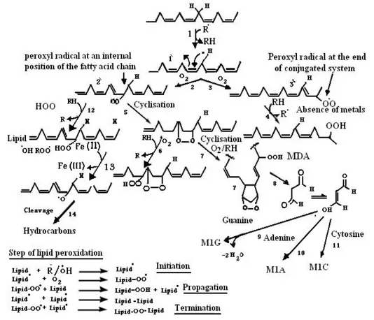 Figure 3. The mains Steps of lipid peroxidation (Valko et al., 2005).  
