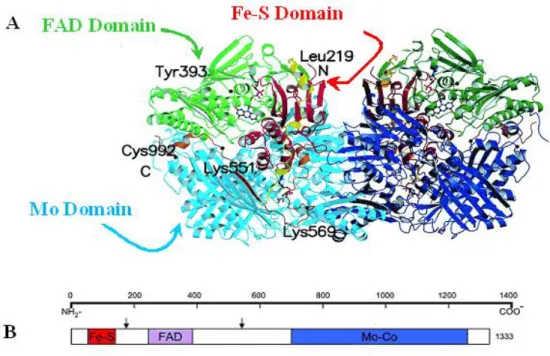 Figure 6. Molecular structure of XDH. The Fe 2S2, FAD and Mo domains are shown  in red,  green and blue respectively (A)