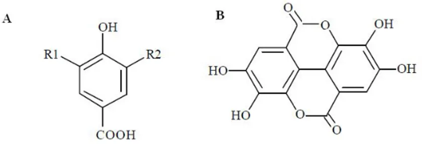 Figure  10.  Chemical  structures  of  hydroxybenzoic  acids:  p-hydroxybenzoic  acid,  R1=H,  R2=H; gallic acid, R1=OH, R2=OH (A) and ellagic acid (B)