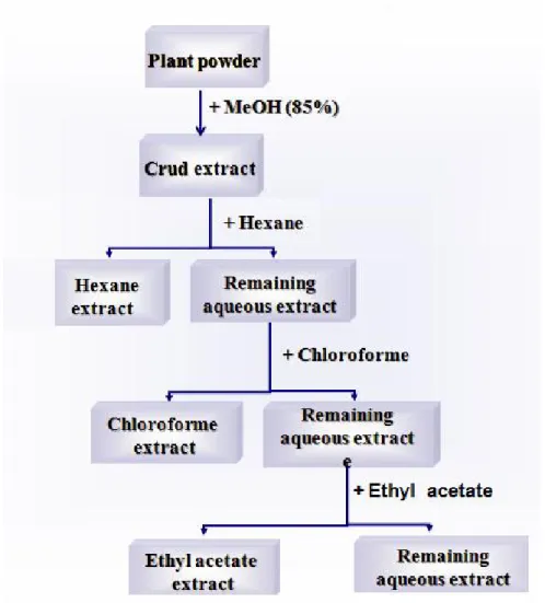 Figure 15.  Different steps of phenolic compounds extraction. 