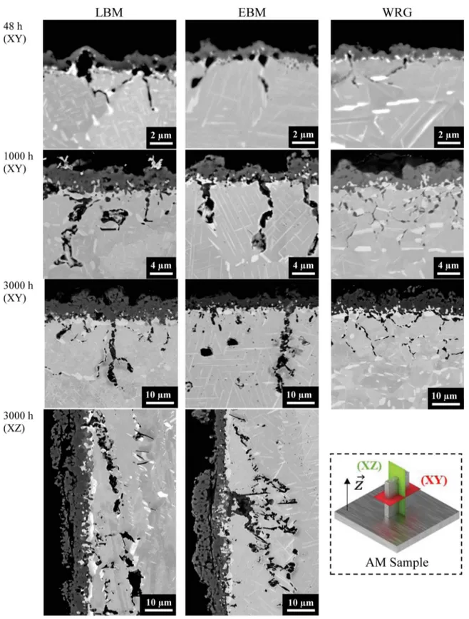 Fig. 3. SEM-BSE micrographs of the cross-section of oxidised LBM, EBM and wrought samples all ground with P600 SiC paper, oxidised for 48 h in synthetic air or for 1000 h and 3000 h in static lab air.