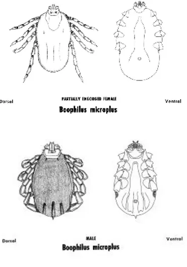Figure 7: Planches anatomiques de la tique R. microplus (Departement of Agriculture, 1976) 