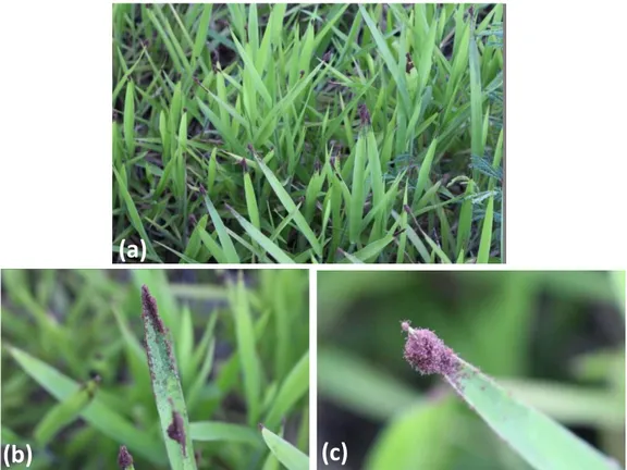 Figure 9 : Photographies de larves infestantes en attente d’un hôte dans les pâturages (©IAC) (a) Les  larves sont à l’extrémité des hautes herbes ; (b) plan sur une herbe (c) plan sur une autre herbe 
