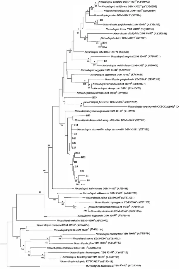 Figure  3.  Phylogenetic tree  derived from nearly  complete  16S rRNA  gene  sequences showing relationships between  the isolates of alkaliphilic actinobacteria  and  their phylogenetic neighbors