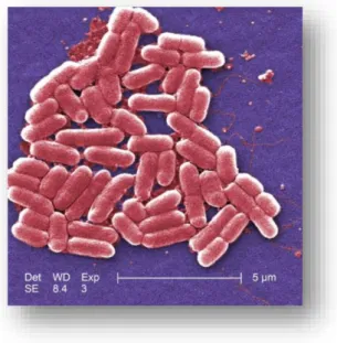 Figure 1 : Image d’Escherichia coli O157:H7 en microscopie électronique (tirée de (Details - Public Health  Image Library(PHIL))) 