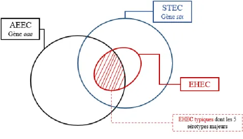 Figure 3 : Classification simplifiée des EHEC (adaptée de (Brugère et al. 2013)) 