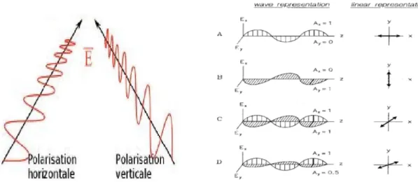 Figure III. 5: L es différents états de polarisation d’une onde lumineux 