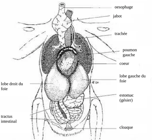 Figure 1 : disposition des organes thoraciques et abdominaux d’un  Faucon en vue ventrale (tels qu’on les observe lors d’une incision  cutanée ventrale), (Cooper, 2002)  