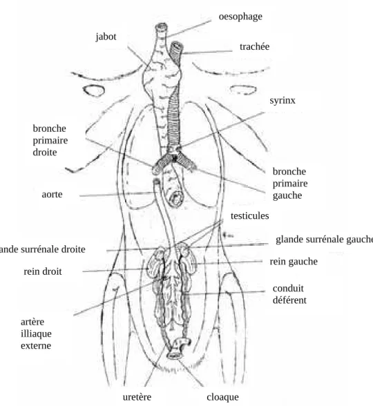 Figure 2 : observation des organes profonds d’un Faucon, une  fois les appareils cardiaque (Cooper, 2002) 