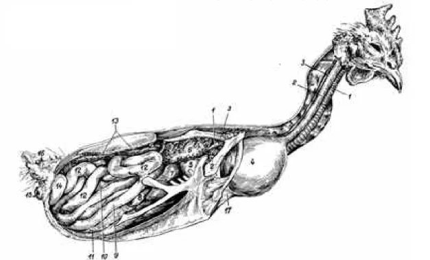 Figure 3: topographie des organes thoraco-abdominaux de la Poule, face droite (Ghetie,  1976)