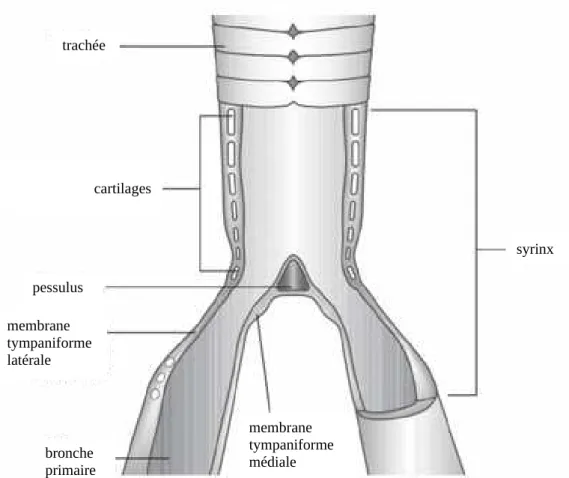 Figure 7 : section longitudinale d’un syrinx montrant les membranes  tympaniformes et les cartilages (O’Malley, 2005)