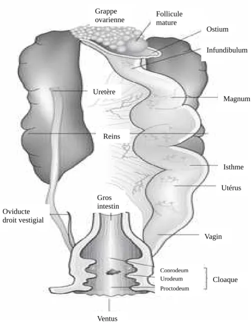 Figure 11 : vue ventrale de l’appareil génital femelle montrant  l’oviducte gauche, seul côté fonctionnel (à droite sur le schéma)  (O’Malley, 2005)