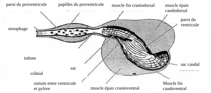 Figure 21 : à gauche, caeca développés par  exemple chez un Struthionidé ; à droite caeca  vestigiaux par exemple chez un Colombidé  (O’Malley, 2005)