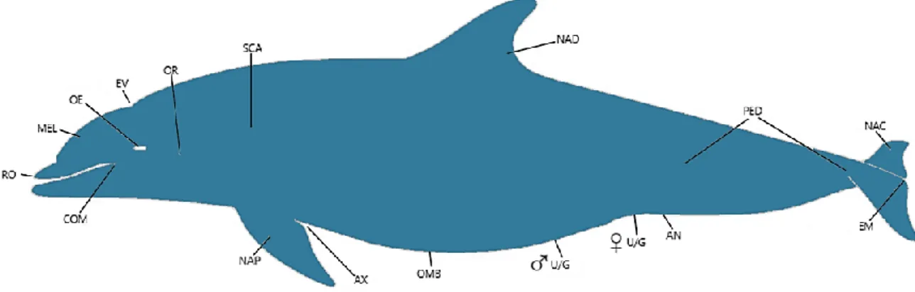 Figure 1 : Illustration de l’anatomie externe d’un Grand Dauphin (Tursiops truncatus), d’après  Gulland et al