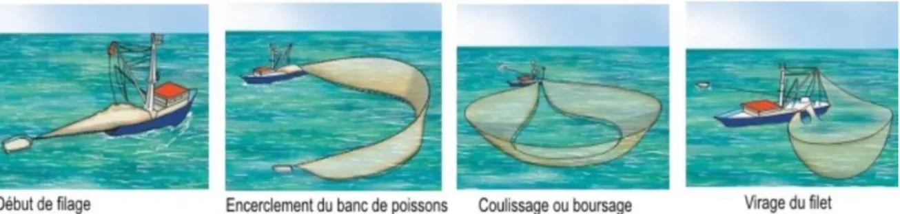 Figure 3 : Sennes tournantes et coulissantes. D’après l’Institut français de recherche pour  l’exploitation de la mer (Ifremer) 