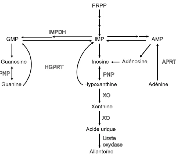 Figure 8 : Schéma simplifié du métabolisme des purines chez le grand dauphin,   d’après López-Cruz et al., 2016