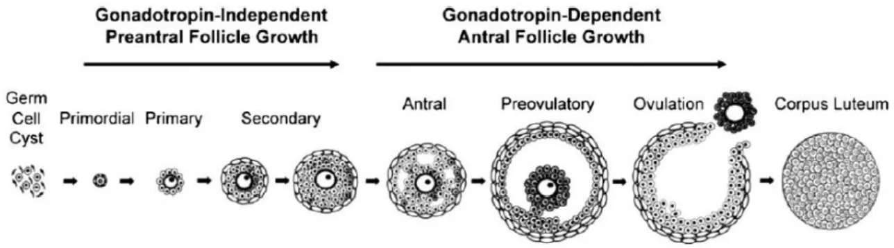 Figure 2 : Evolution anatomique d’un follicule au cours de la folliculogénèse 