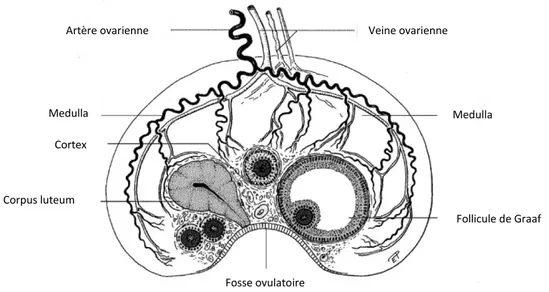 Figure 3 : Représentation schématique de l’ovaire d’une jument. 
