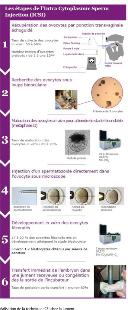 Figure 5 : Etapes de la réalisation de la technique ICSI chez la jument.  