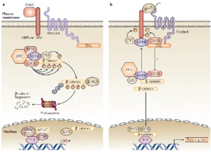 Figure 6  :  Schéma  représentant  la  voie  de  signalisation  canonique  des  WNT.  En  a  une  protéine  antagoniste  aux  WNTs  empêche  la  transmission  du  signal  et  la  β-catenin  est  inactivée  puis  dégradée